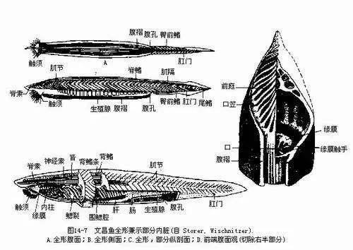 分析！文昌鱼是鱼吗“星星点点”