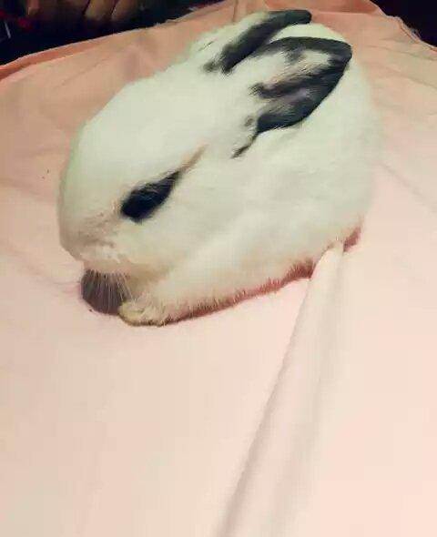 讲解！饲养公主“星星点点”