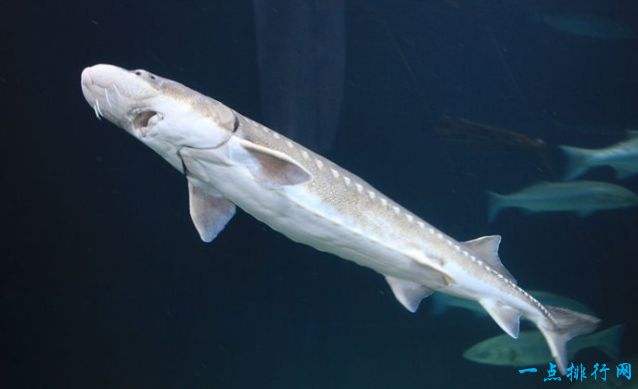 讲解！世界上最大的鱼类是什么“纯一不杂”