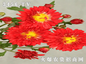 分析！胜利花制作“一抹红尘”