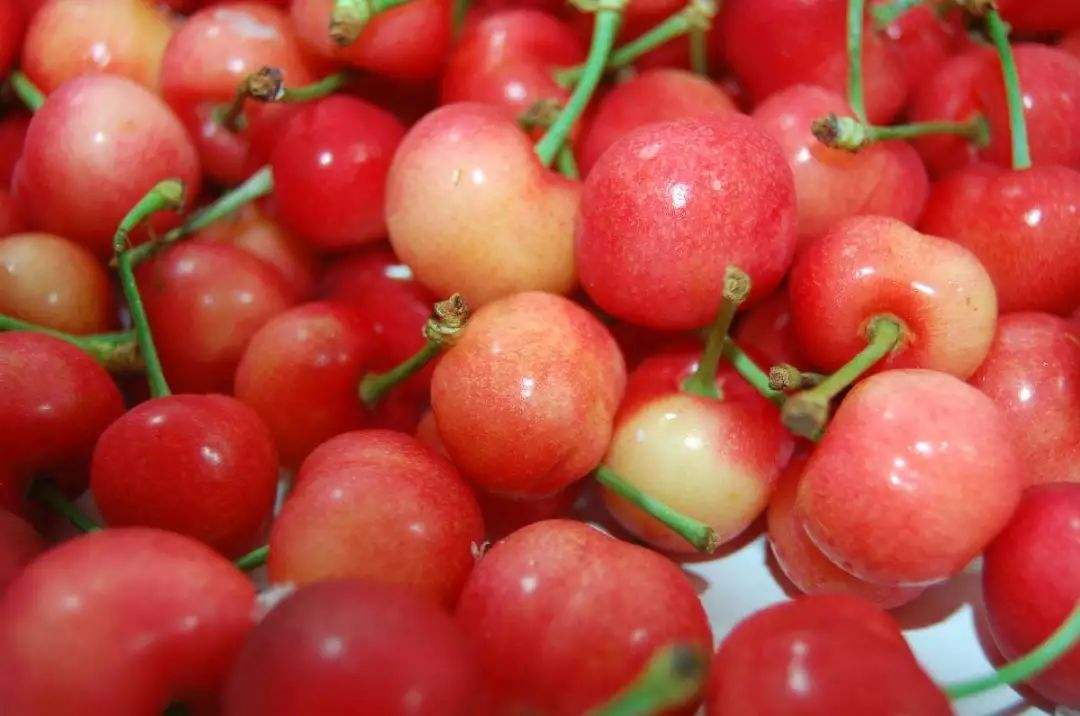 分析！车厘子和樱桃是什么关系蚂蚁庄园“高情逸态”