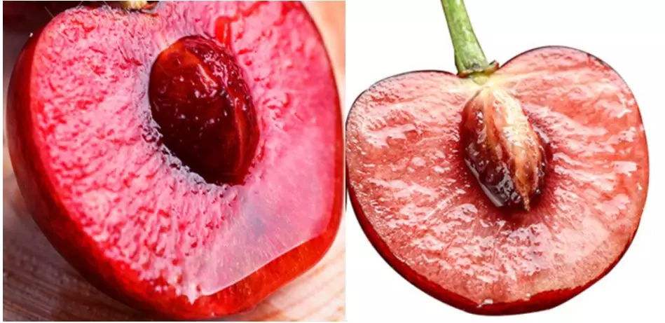 分析！车厘子和樱桃是什么关系蚂蚁庄园“高情逸态”