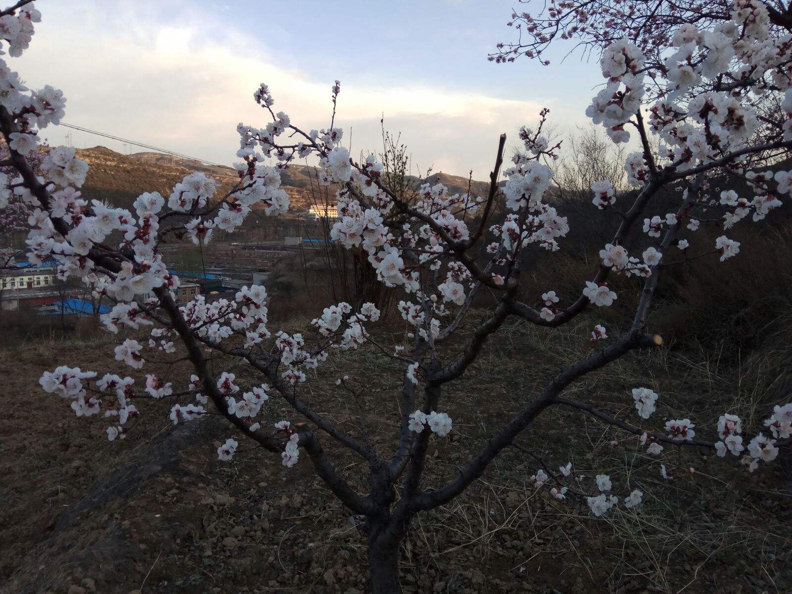 讲解！十月一上坟“桃红柳绿”