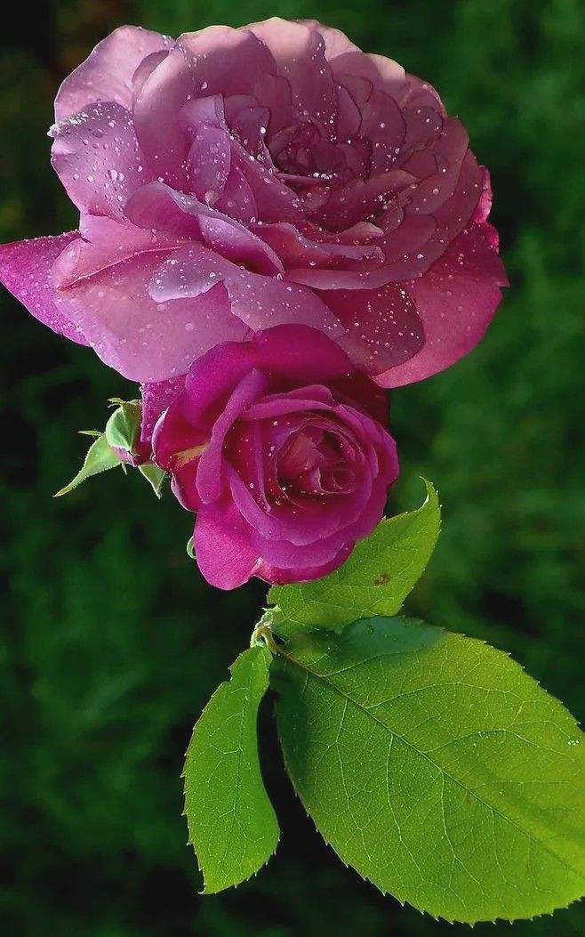 讲解！58神奇日“空谷幽兰”