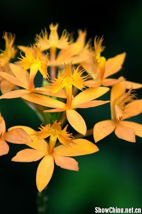 分析！树兰集团背景儿媳妇“典则俊雅”