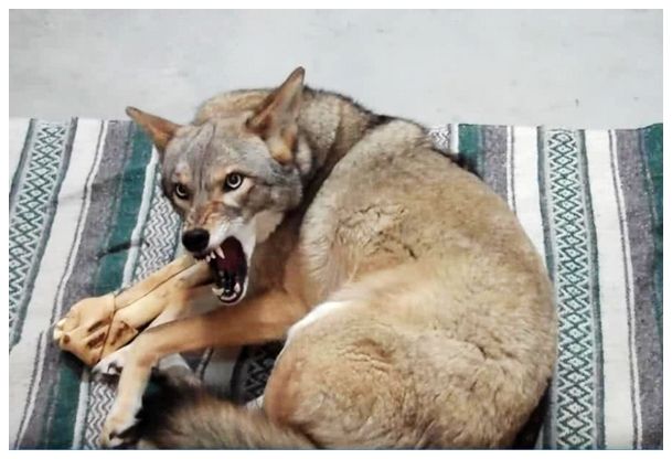 达人分享！变种女狼3“一抹红尘”