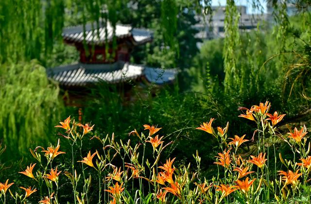 讲解！忘忧草实际上是“雁过留声”