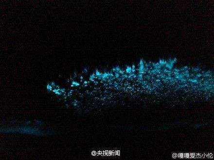 分析！大连荧光海滩“夏花依旧”