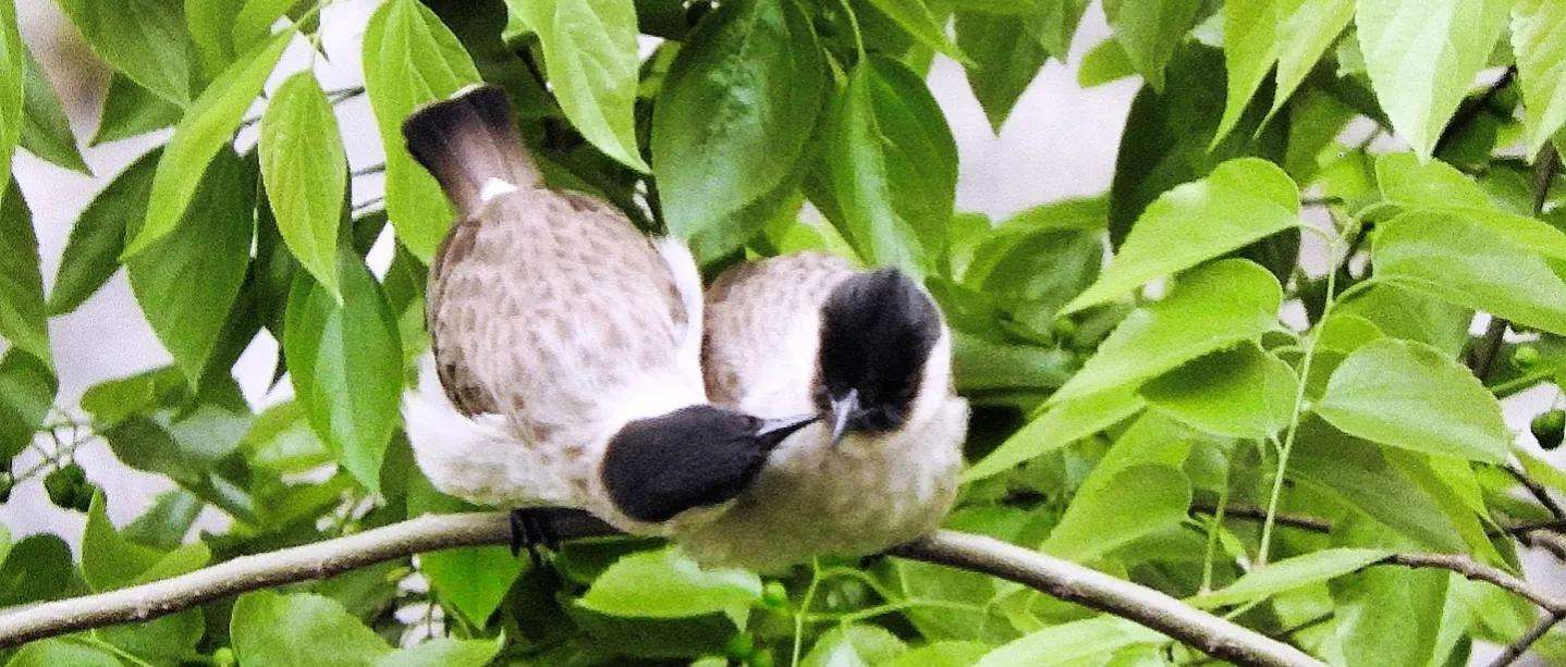 讲解！光学变焦什么意思“一抹红尘”