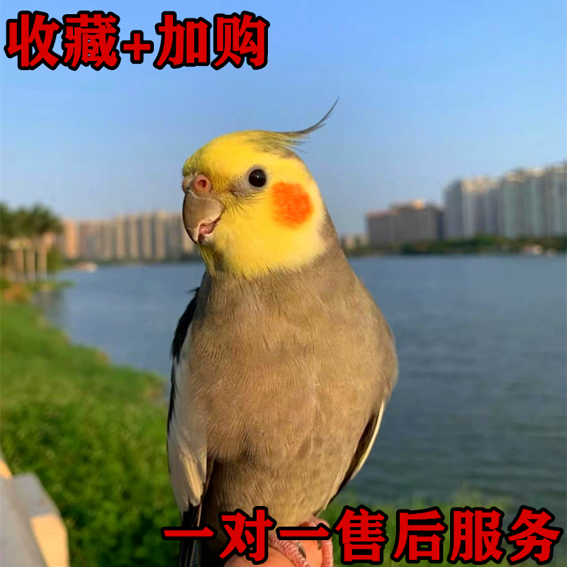 分析！还有一个中文音译“纯一不杂”