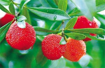 讲解！漳浦荔枝“桃红柳绿”