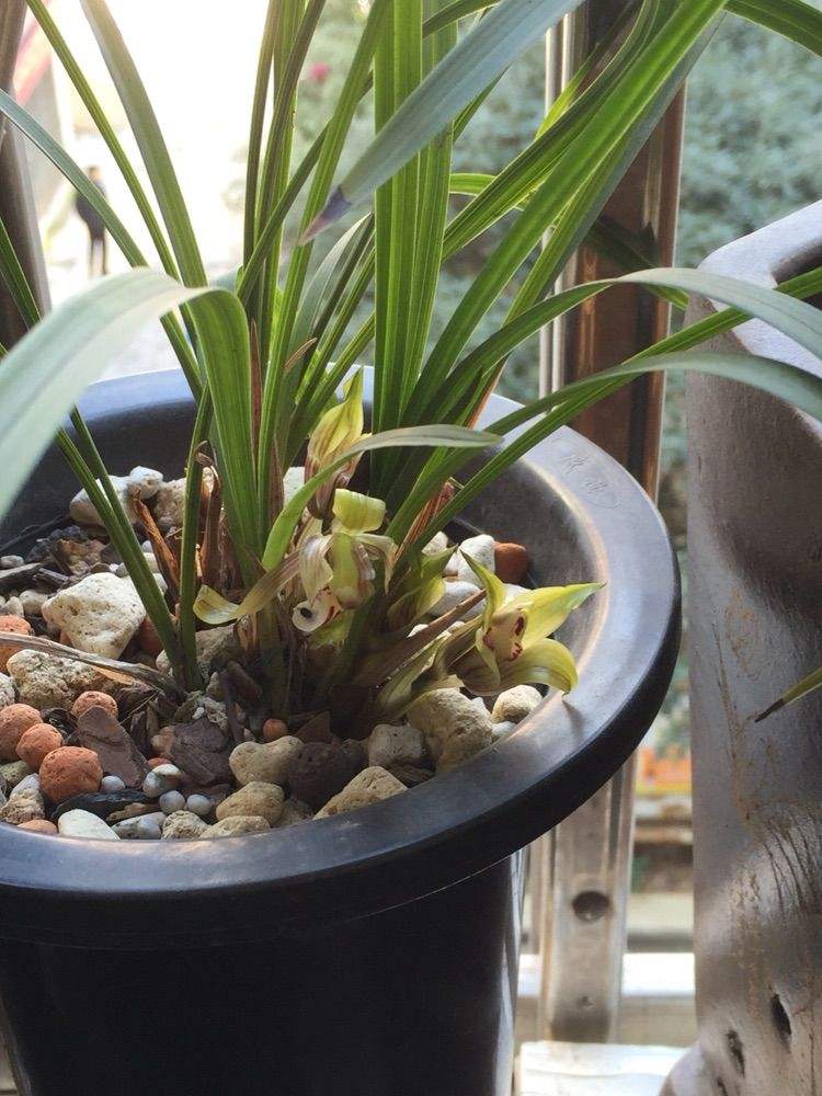 讲解！2月4号立春是几点钟“空谷幽兰”