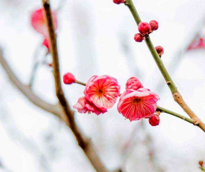 讲解！2月4号立春是几点钟“空谷幽兰”