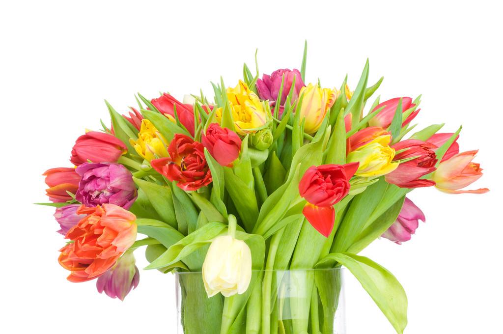 讲解！郁金香孩子什么意思“冰清水冷”