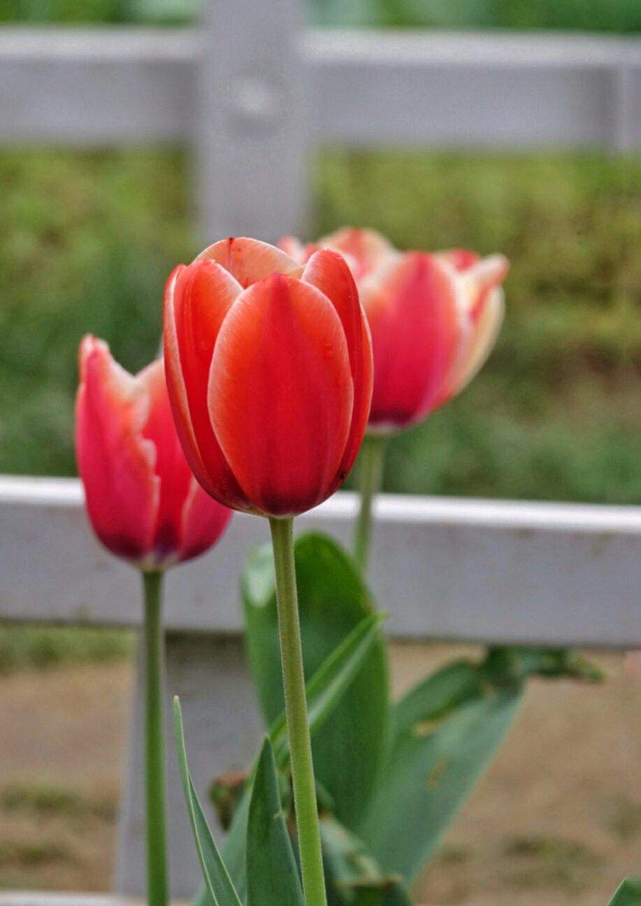 讲解！郁金香孩子什么意思“冰清水冷”