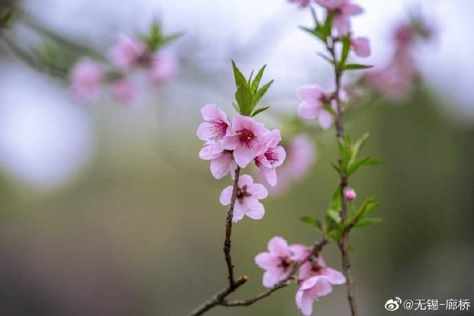 达人分享！新浪微博怎么刷投票“桃红柳绿”