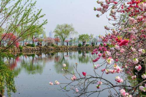 讲解！笑靥如花的靥是指什么“桃红柳绿”