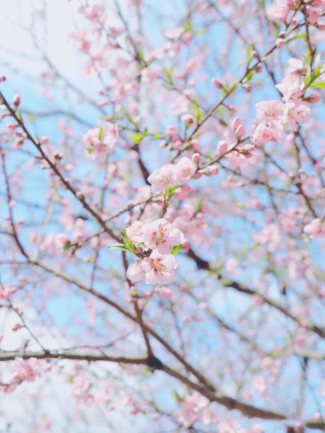 讲解！笑靥如花的靥是指什么“桃红柳绿”