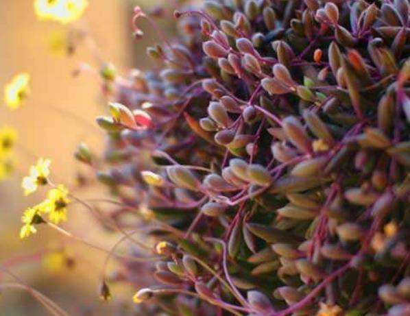 达人分享！刘文文的博客“典则俊雅”