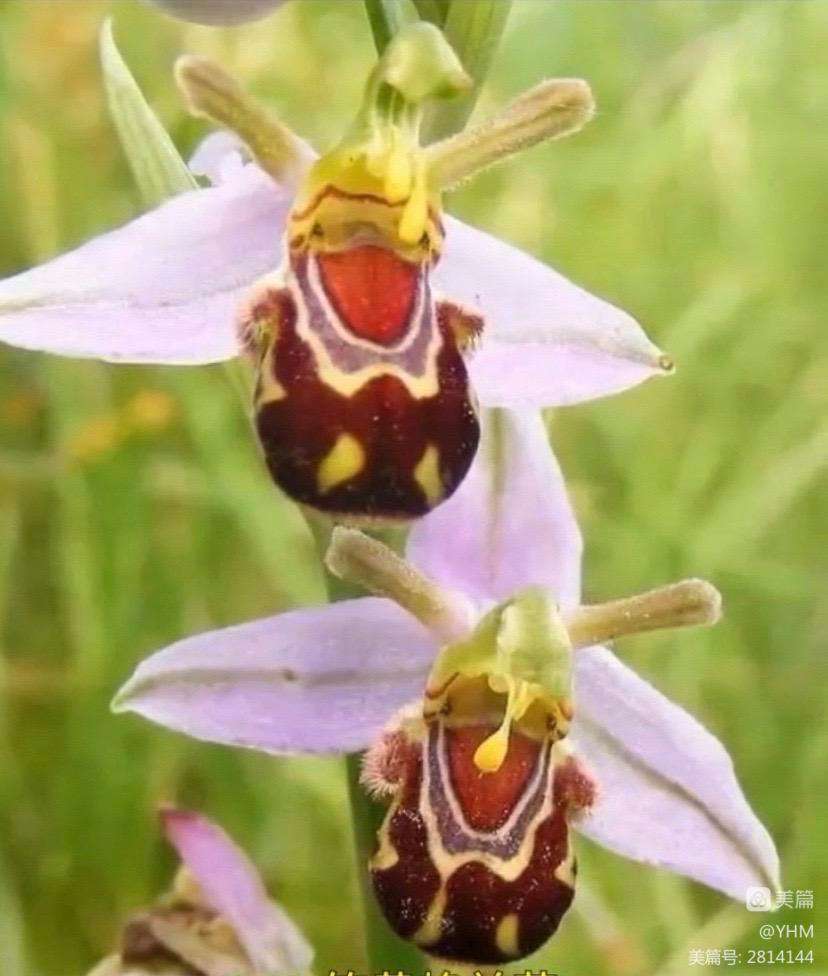 分析！让人不忍卒读“空谷幽兰”