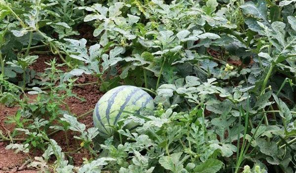 达人分享！爱的厘米大结局45集西瓜“空谷幽兰”