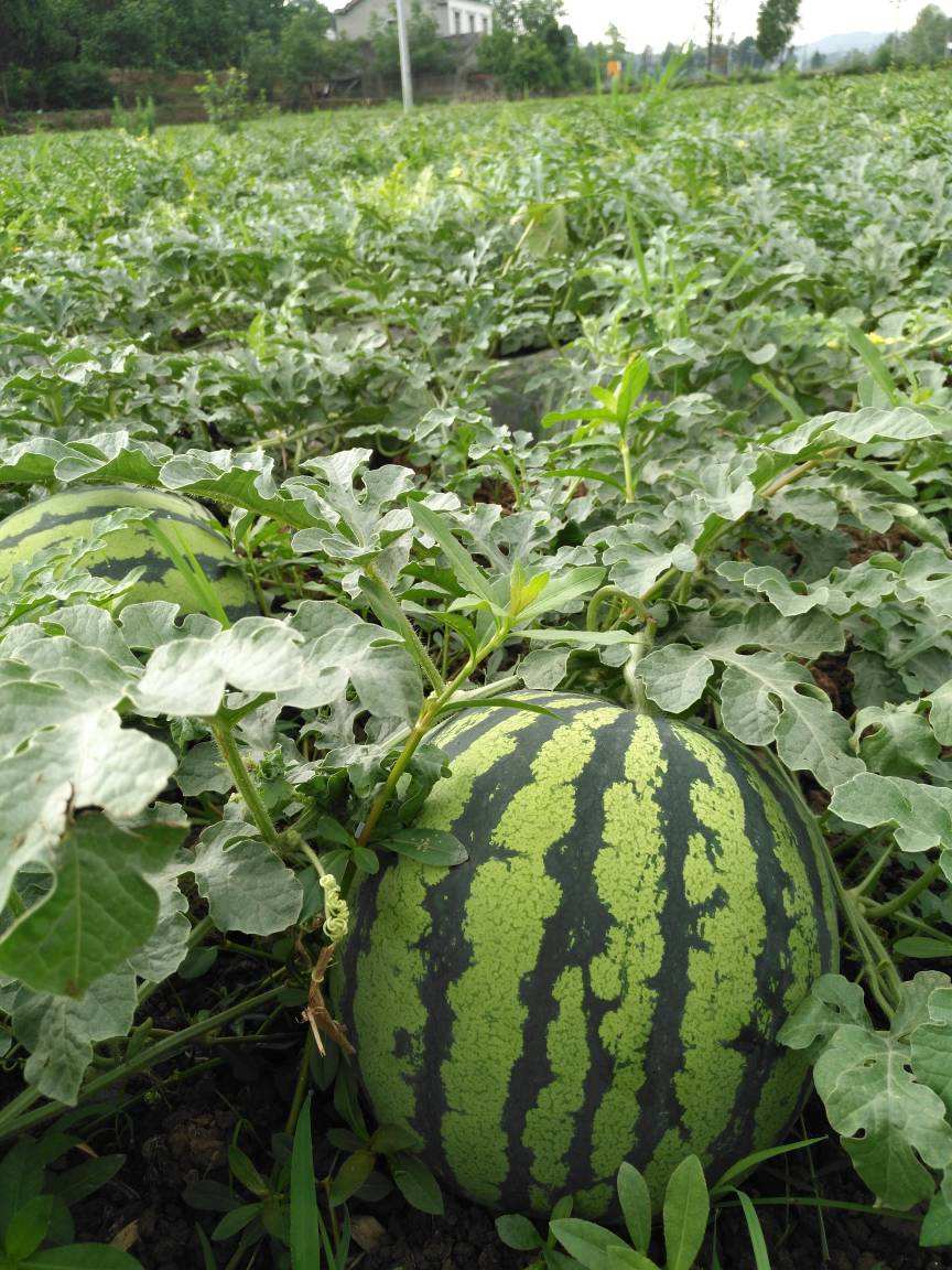 达人分享！爱的厘米大结局45集西瓜“空谷幽兰”