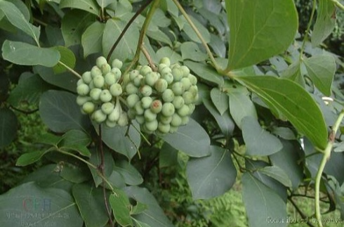 详情！大血藤属“郢中白雪”