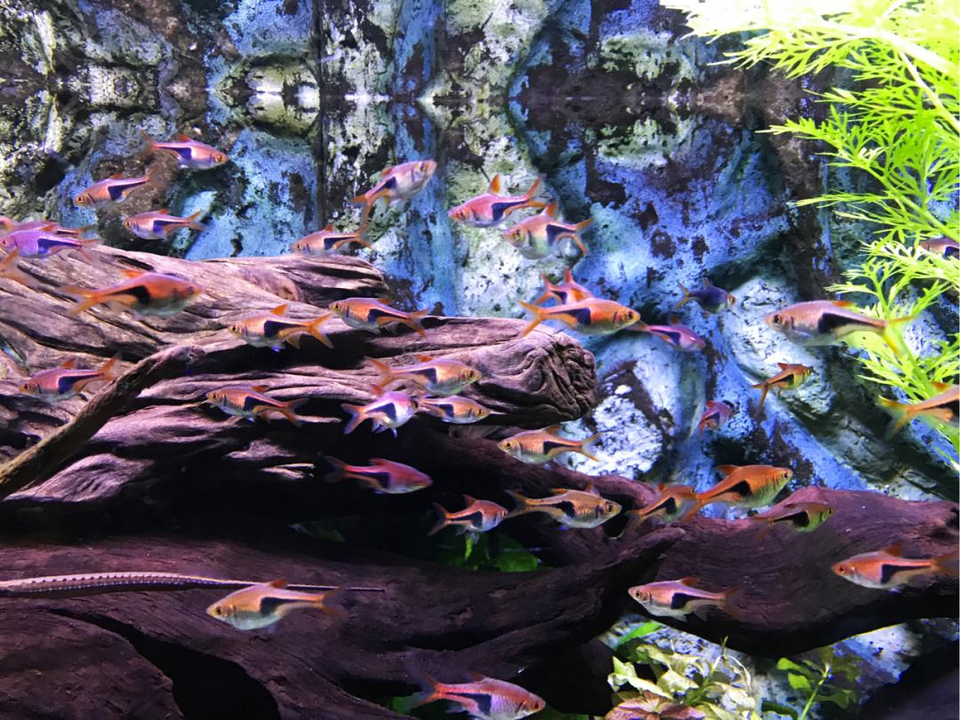 讲解！鱼儿为什么会游“冰清水冷”