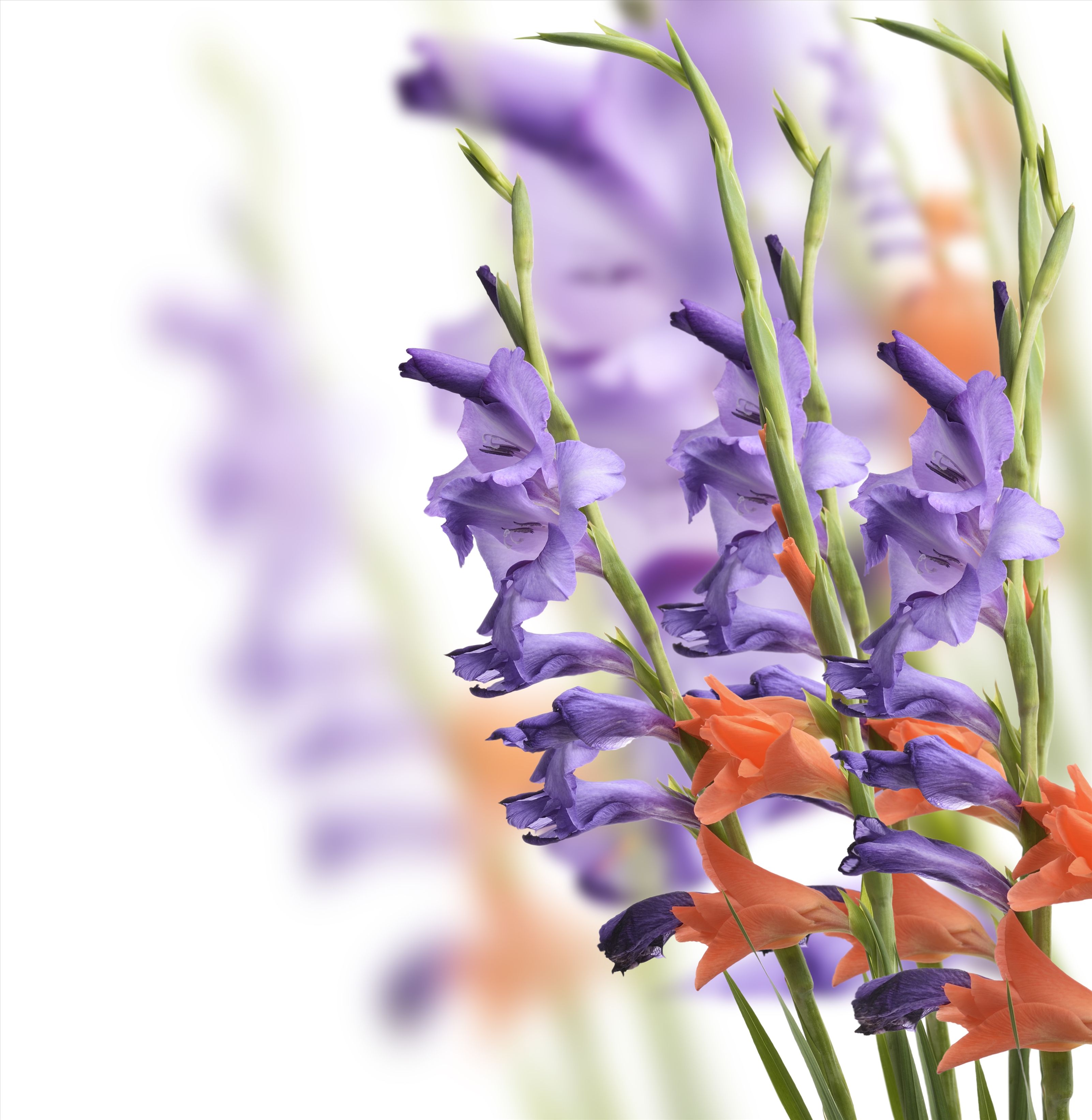 分析！胜利花“纯一不杂”