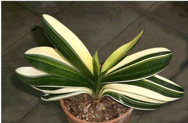 分析！胜利花“纯一不杂”