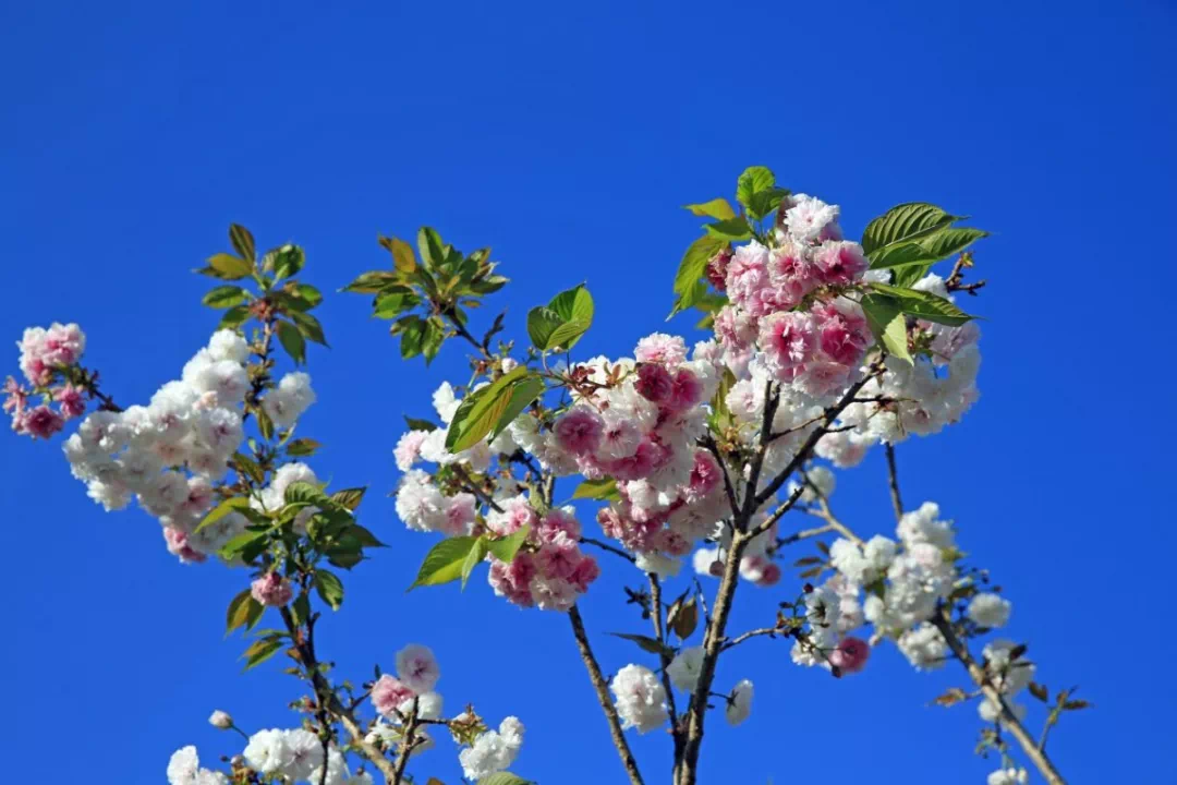 达人分享！忽如一夜春风来是什么季节“高情逸态”