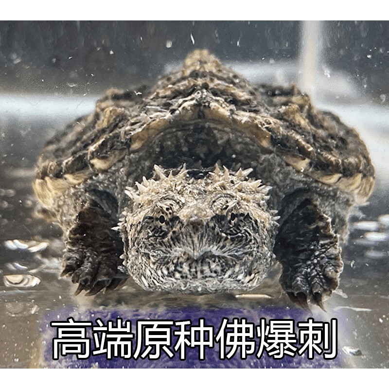 详情！淡水五星级酒店“纯一不杂”