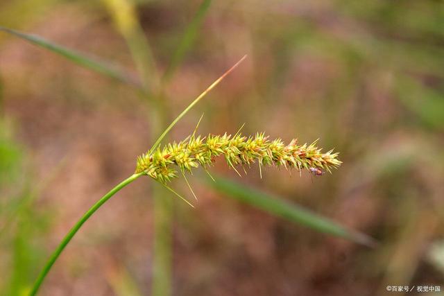 分析！胜利花制作“高情逸态”
