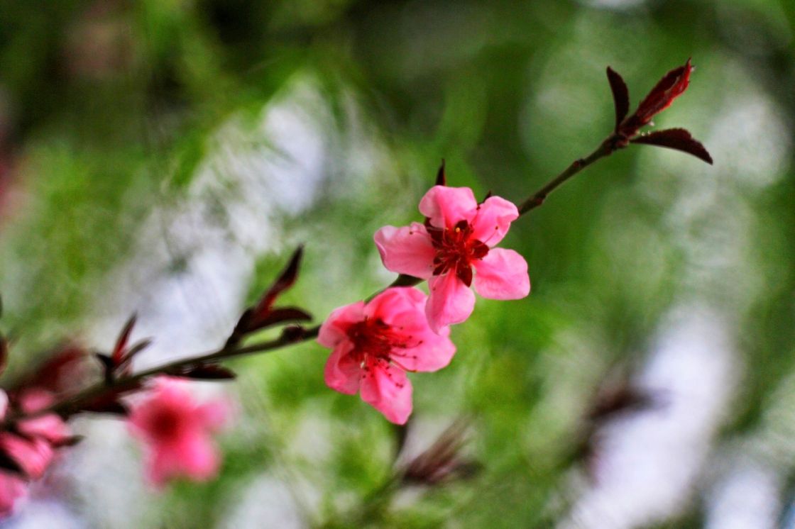 讲解！短信屏蔽“桃红柳绿”