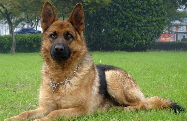 分析！狼狗训练“纯一不杂”