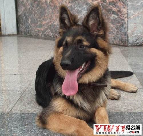 分析！狼狗训练“纯一不杂”