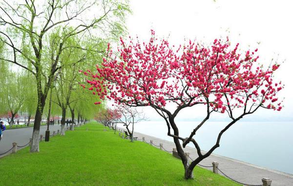 讲解！l型匹配“桃红柳绿”