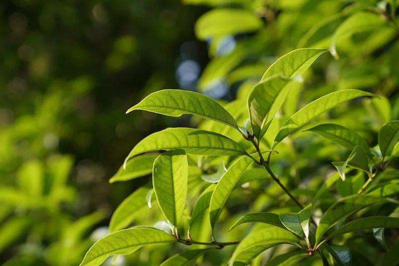 达人分享！孟夏在古代时令中是指农历几月“高情逸态”