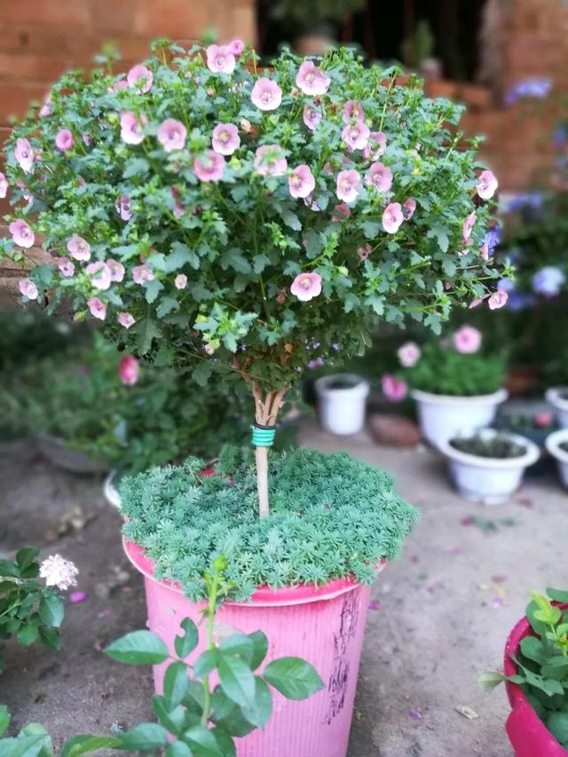 达人分享！四线开花“星星点点”