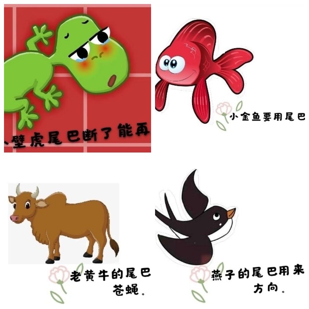 分析！动物的尾巴像什么