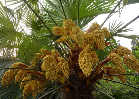 详情！棕树花苞吃法大全“典则俊雅”