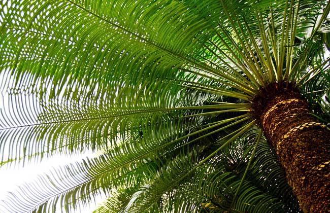 详情！棕树花苞吃法大全“典则俊雅”