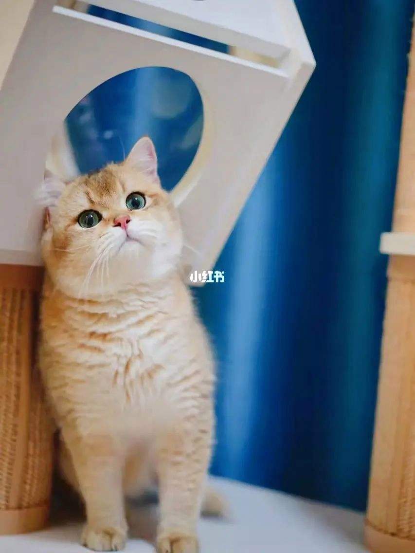 分析！阿弟前女友“星星点点”