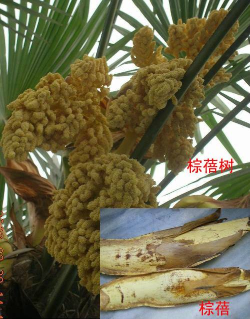 讲解！棕树花苞吃法大全“雁过留声”