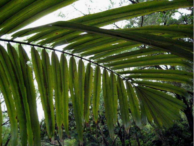 讲解！棕树花苞吃法大全“雁过留声”