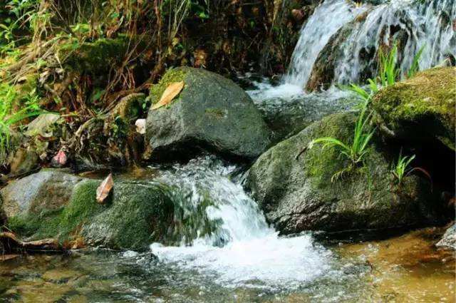 讲解！博罗象头山“桃红柳绿”