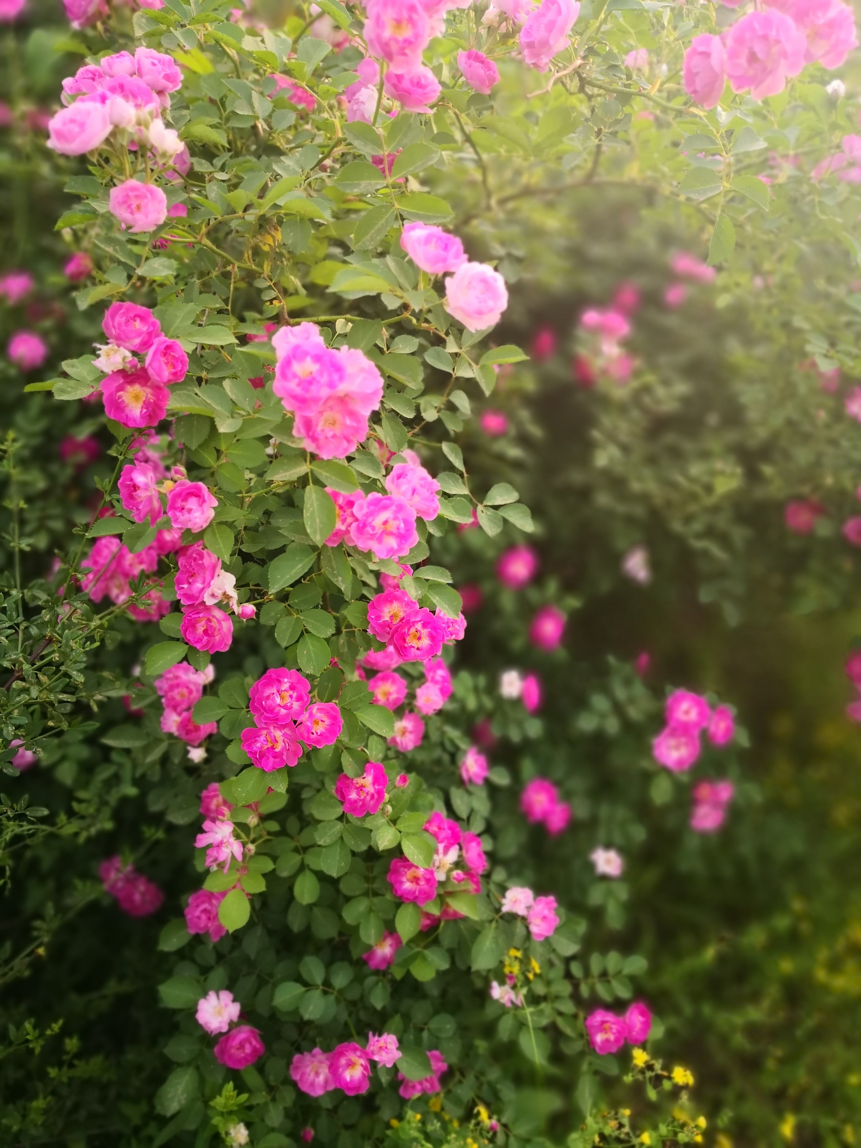 讲解！怎样破解无线网络密码“夏花依旧”