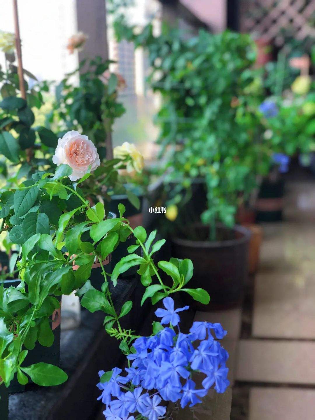 讲解！怎样破解无线网络密码“夏花依旧”