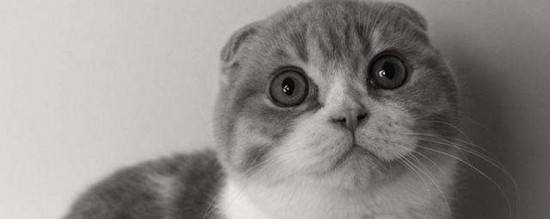 讲解！cd44444“纯一不杂”