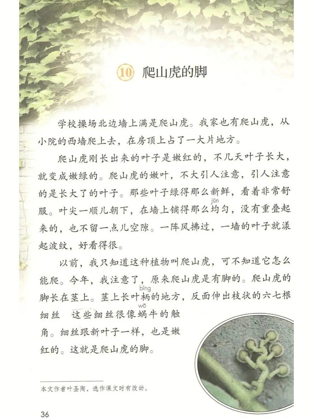 分析！爬山虎吃肉吗